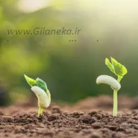 خاک مناسب برای کاشت بذر|قیمت شمشاد طلایی