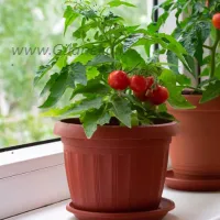 آموزش کاشت گوجه در گلدان و خانه
