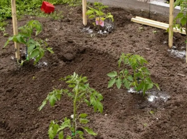 کاشت گوجه فرنگی در باغچه