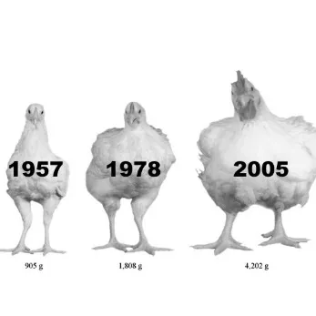 مرغ های تراریخته شده چرا جوجه ها از نظر ژنتیکی اصلاح شده اند؟