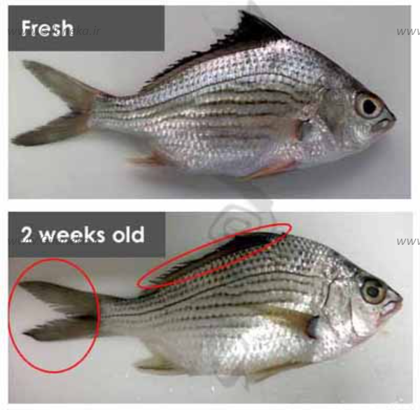 فرق بین ماهی تازه و گهنه