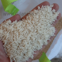 خرید برنج شیرودی ،قیمت برنج شیرودی