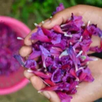 خواص گل گاوزبان