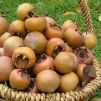 میوه ازگیل یا همان کُندس