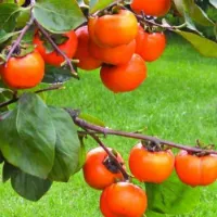 میوه خرمالو و خواص آن