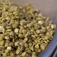 خواص عدس؛ ۱۲ خاصیت این خوراکی سرشار از پروتئین