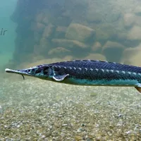 خوشمزه ترین ماهی گیلانی کا