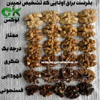 تشخیص گردو از رنگ آن سایت گیلانی کا