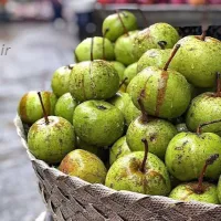گلابی گیلانی خوشمزه و آبدار به اسم خوج