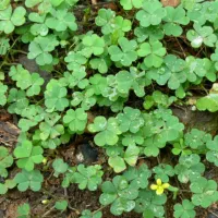 سبزی معطر ترش واش شمالی