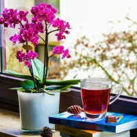 بهترین نوشیدنی برای رفع عطش در تابستان