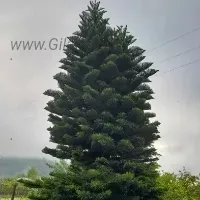 نحوه نگهداری از کاج مطبق