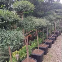 خرید و قیمت درخچه مورت قاسم اباد رودسر