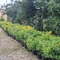 قیمت شمشاد طلایی گلدان 12 سایت گیلانی کا