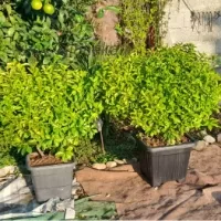 قیمت شمشاد طلایی جعبه ۳۵ قاسم اباد علیا