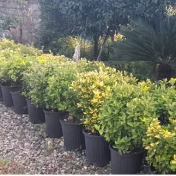 قیمت شمشاد طلایی سطل12 سایت گیلانی کا