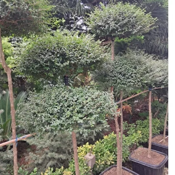 خرید و قیمت درخچه مورت قاسم اباد رودسر