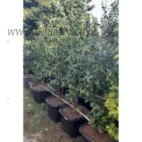 قیمت و خرید کاملیا ریشه پر همراه غنچه در قاسم اباد رودسر سایت گیلانی کا