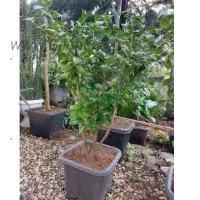 فروش گل کاملیا گلدان ۳۵ همراه با غنچه قاسم اباد رودسر