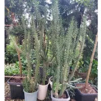 فروش کاکتوس سیلندریکا چند شاخه ۱و نیم متری در گلدان سایت گیلانی کا