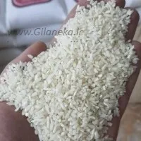 برنج سرلاشه هاشمی تحویل در ابهر