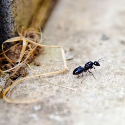 3 راهکار ارزان برای ازبین بردن مورچه ها
