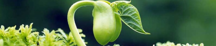    رویدن لوبیا  گیلانیکا