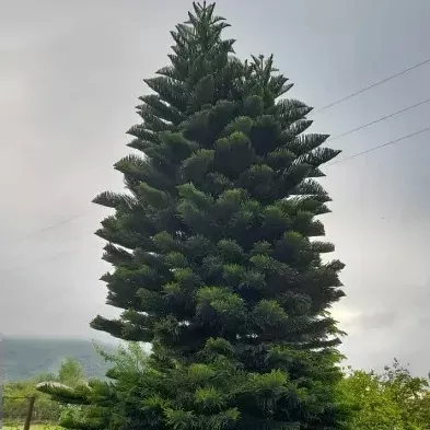 نحوه نگهداری از کاج مطبق