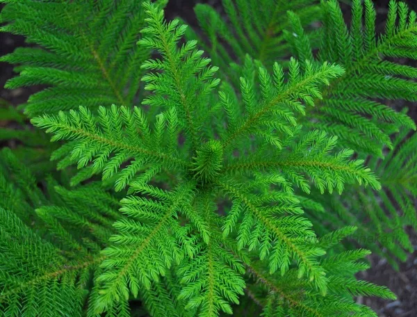 عکس کاج مطبق گل زیبا شاخه های مطبق