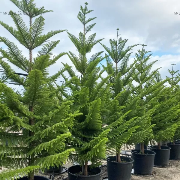 عکس گل مطبق در گلدان گل زینتی گل در فضای باز