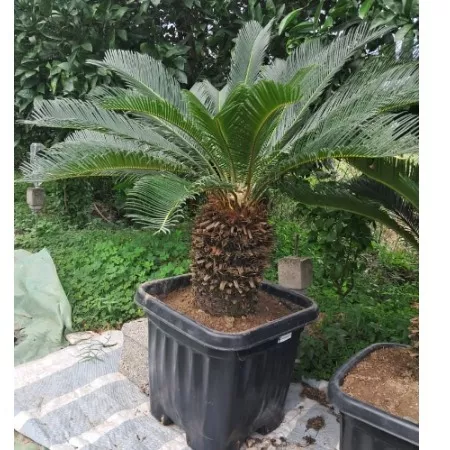 قیمت خرید سیکاس گلدان 45 سایت گیلانی کا رودسر