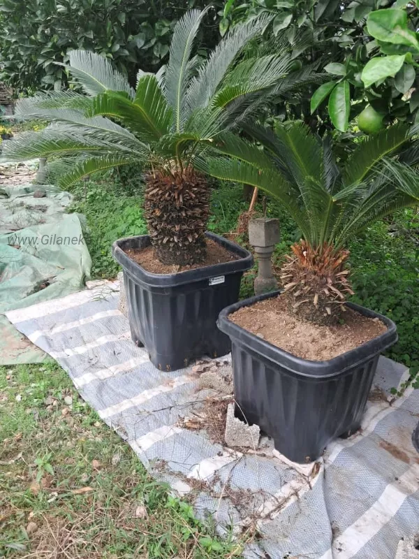 سیکاس بزرگ در گلدان در حیاط و فضای باز