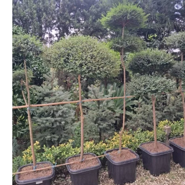 فروش مورت تک کله در گلدان ۴۰ در رودسر خرید مورت قاسم آباد رودسر