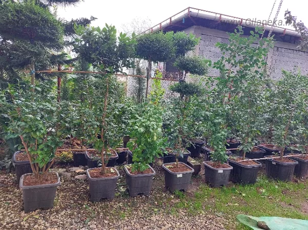 گل کاملیا آماده در جعبه و گلدان پر غنچه در باغ گل