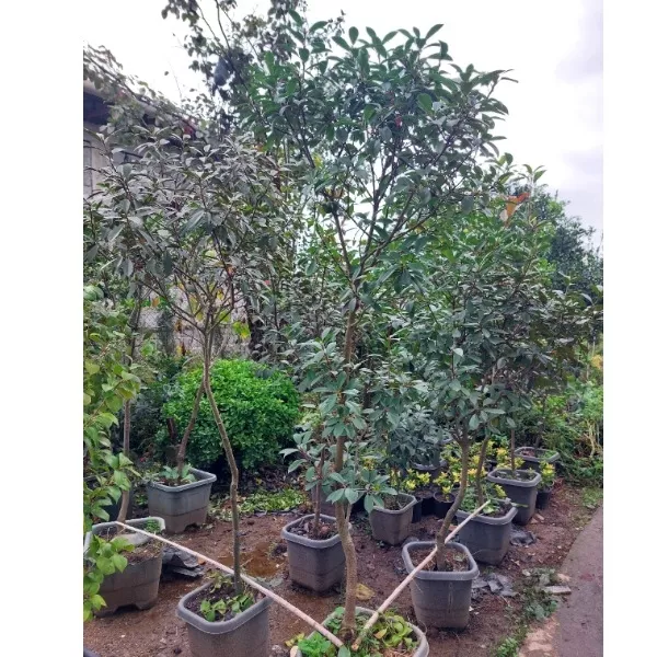 فروش گل فتونیا چتری گلدان ۳۵ سایت گیلانی کا