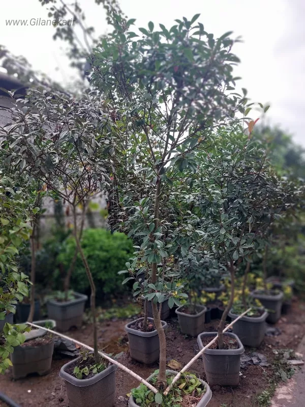 گل فتونیا داخل گلدان و باغ زیبا سایز بزرگ و برگ سبز