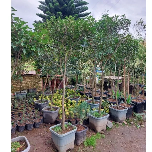 خرید فتونیا چتری گلدان بزرگ سایت گیلانی کا