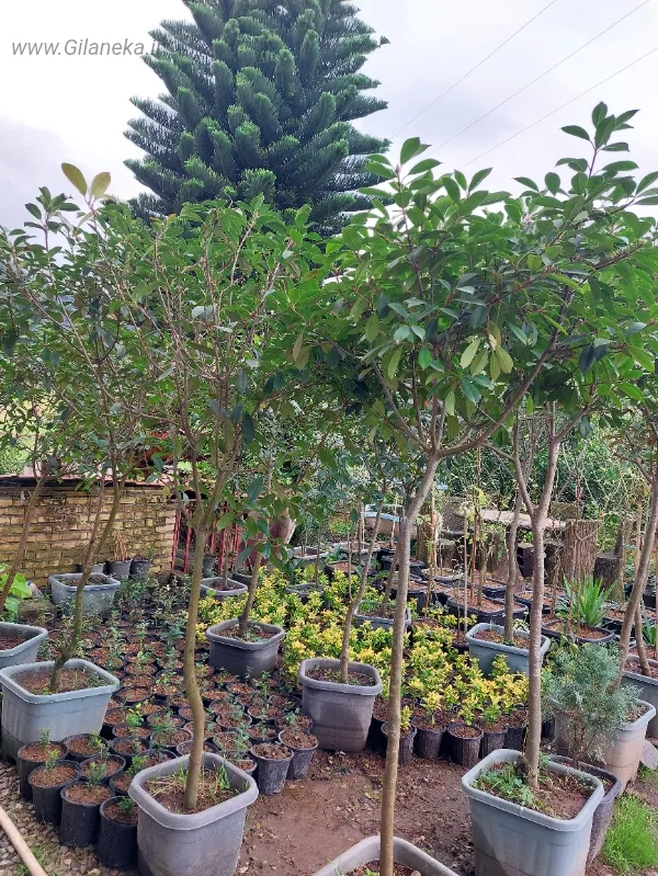 فتونیا گلدان بزرگ چتری و اصلاح شده زیبا در باغ گل