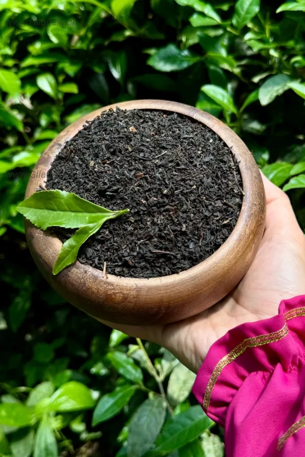 چای قلم عکس برگ چاق عکس کاسه و چای عکس چای محلی عکس چای در طبیعت
