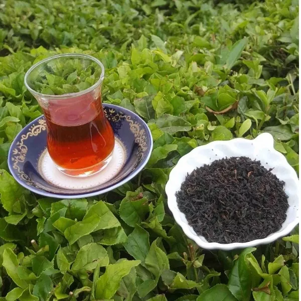 قیمت خرید چای ممتاز بهاره لاهیجان ۱۴۰۵