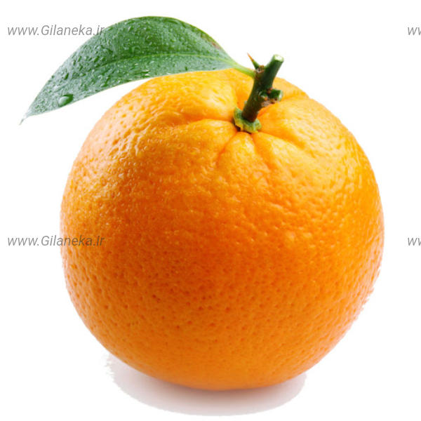 پرتقال سایت گیلانیکا 