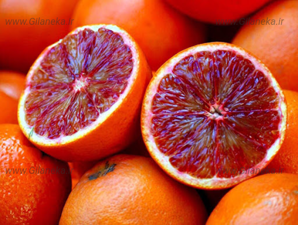 پرتقال خونی سايت گیلانیکا 