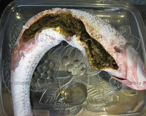 ماهی شکم پر سایت گیلانی کا 