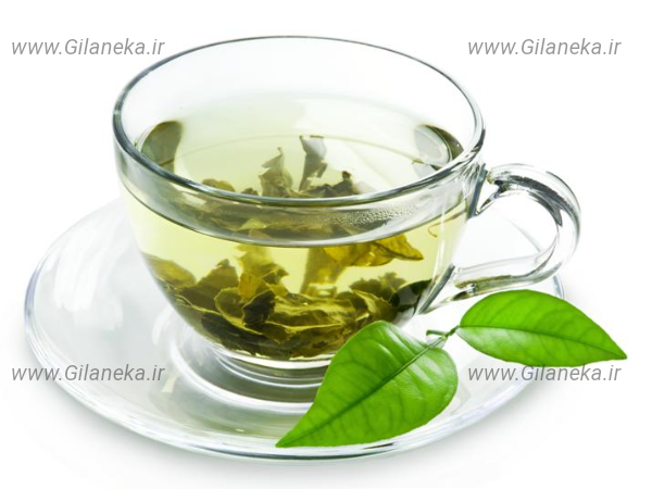 چای سبز سایت گیلانیکا 