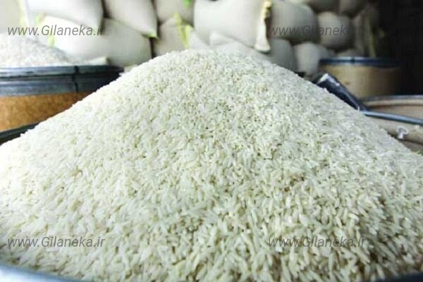 برنج دم سیاه سایت گیلانیکا 