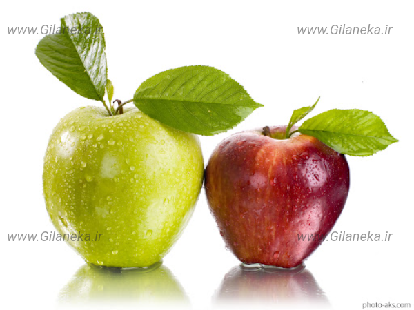 سیب درخت سایت گیلانیکا 